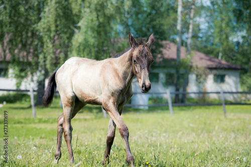 portrait of  purebred akhalteke foal walking freely