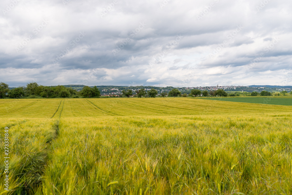 A field of ripening rye against a cloudy sky, on a spring day in western Germany.