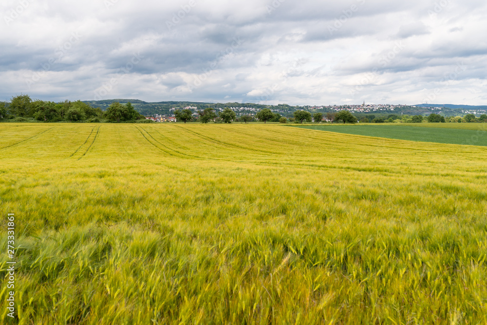 A field of ripening rye against a cloudy sky, on a spring day in western Germany.