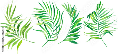 Watercolor illustration set of tropical leaves. Coconut palm leaves. Dense jungle. Banner with exotic summertime motif.