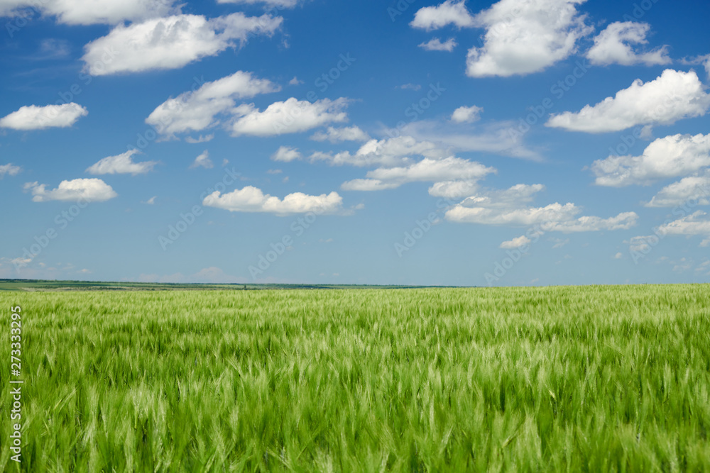 Green wheaten sprouts in the field and cloudy sky. Bright spring landscape. Green wheaten sprouts in the field and cloudy sky. Bright spring landscape.