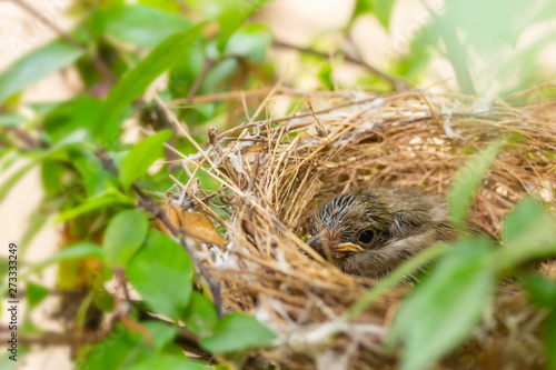 Close up one cute baby light brown bird is in the nest in the bush alone.