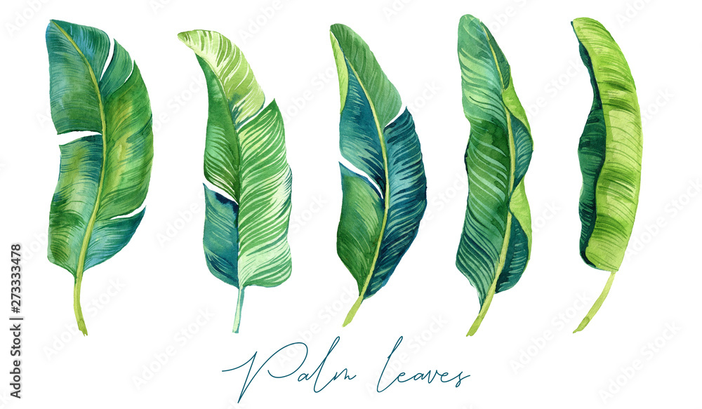 Tropical leaves, palm leaves drawn by hand. Set of watercolor ...