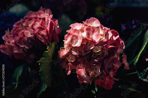 Bouquet of hydrangeas is in a vase on the street. Walk along Arbat street in the city of Shymkent. Festival of flowers in Kazakhstan. photo