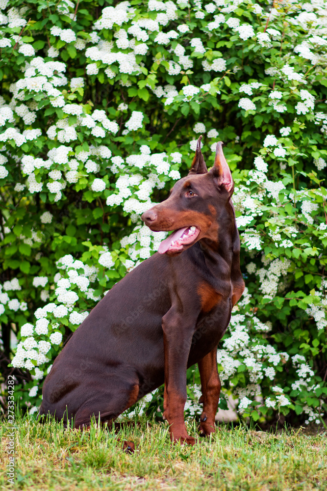 Doberman posing in a city park puppy Doberman posing in a city park puppy