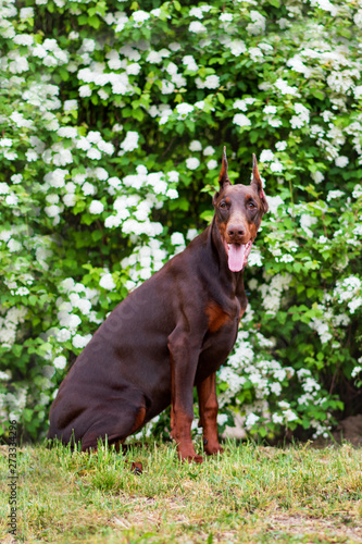 Doberman posing in a city park  puppy