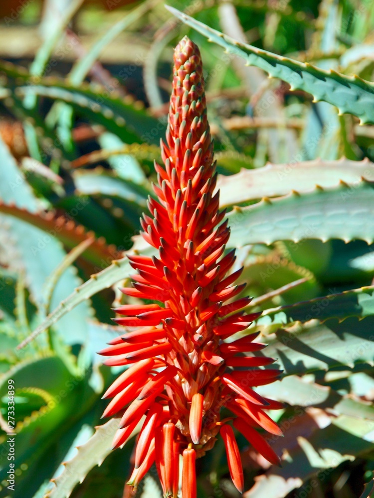 Closeup of a red Blooming agave cactus Closeup of a red Blooming agave cactus