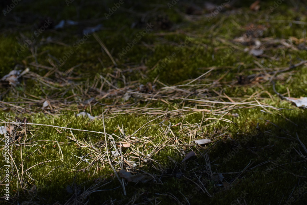 Beautiful green moss on the floor, moss closeup, macro. Beautiful background of moss for wallpaper. Beautiful green moss on the floor, moss closeup, macro. Beautiful background of moss for wallpaper.