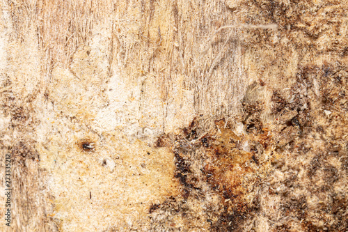 Mold in mushrooms on a wooden background