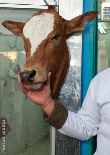 Cow head fo sale in the Souk in sarat abidah, Saudi arabia photo