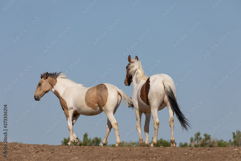 Obraz premium Beautiful Wild Horses in Spring in the Utah Desert