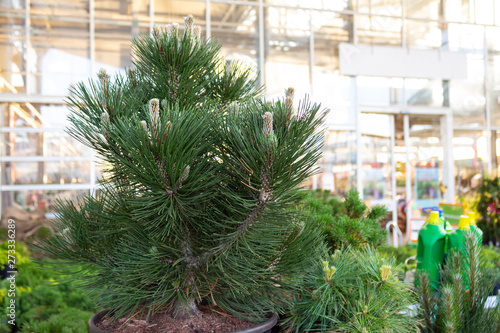 Coniferous plant  pine in a pot with beautiful green branches and cones in the aquarium at a flower shop.