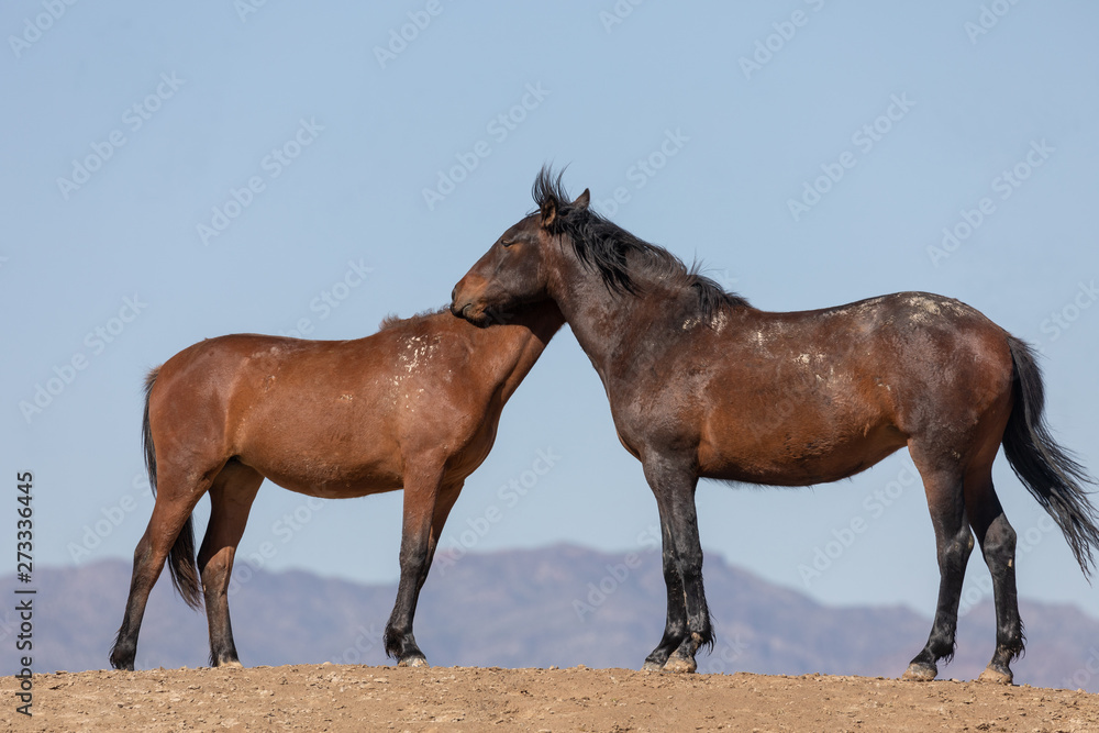 Beautiful Wild Horses in Spring in the Utah Desert Beautiful Wild Horses in Spring in the Utah Desert