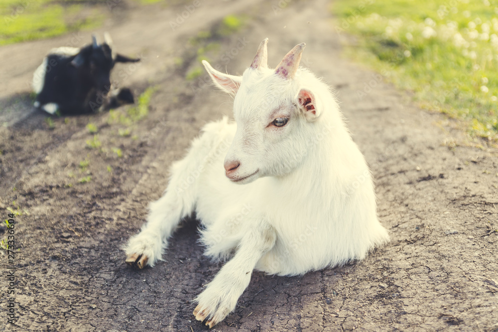 Obraz premium Cute young white goat grazing outdoors on the grass near the uniform in the summer