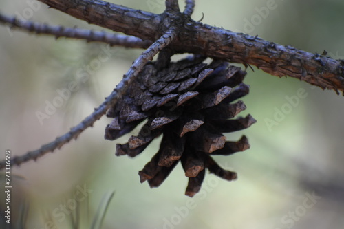 bump on a small tree in the woods