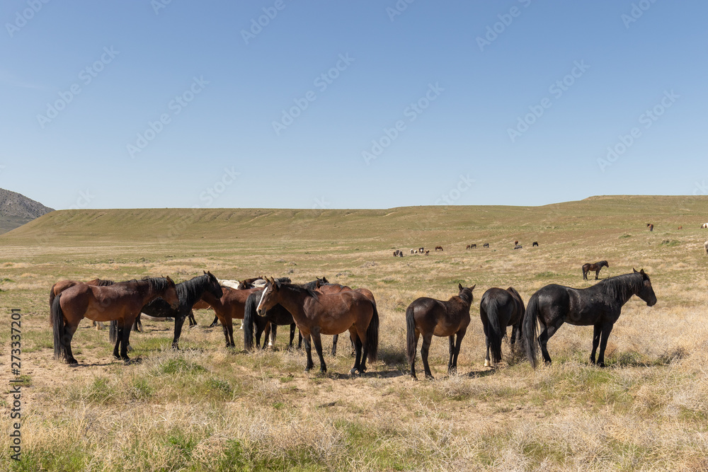 Beautiful Wild Horses in Spring in the Utah Desert Beautiful Wild Horses in Spring in the Utah Desert