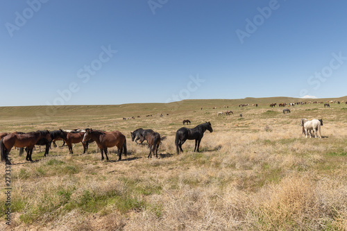 Beautiful Wild Horses in Spring in the Utah Desert © natureguy