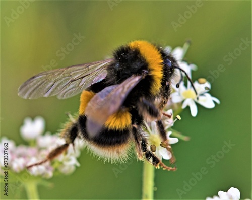 Fotobehang Honey bee pollen gathering and balancing act.