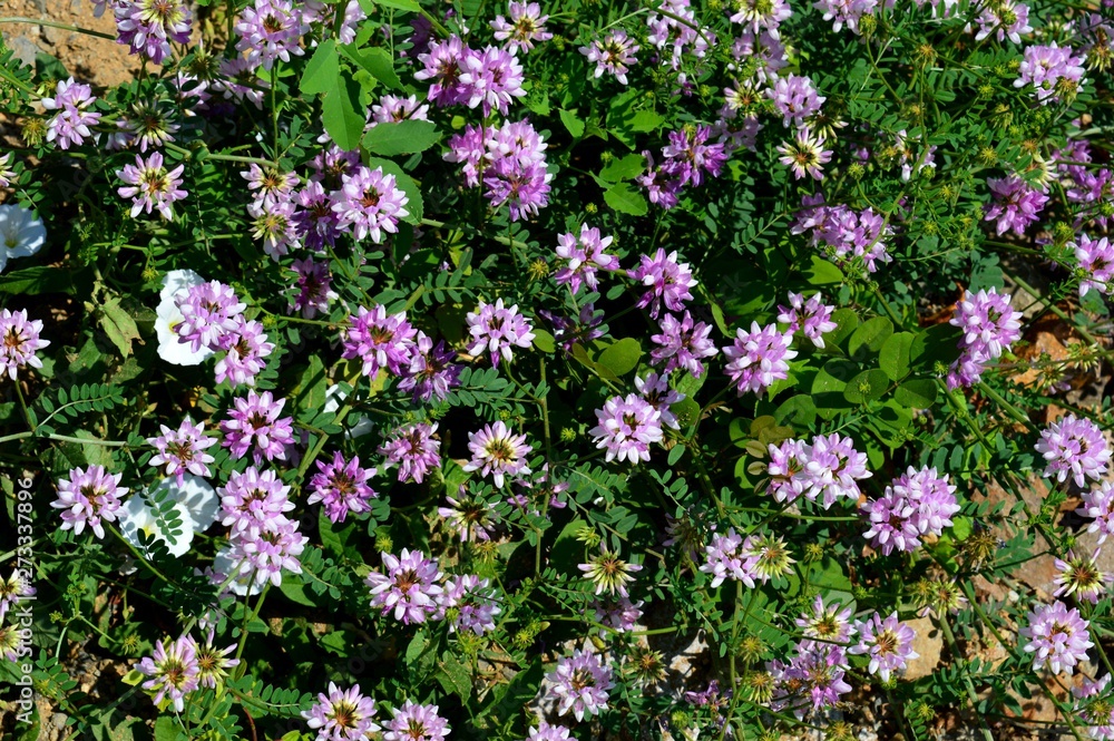 Naklejka premium purple flowers on the meadow