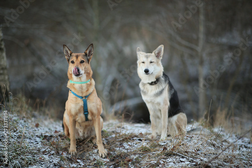 Portrait of two dogs sitting on a meadow in winter field.