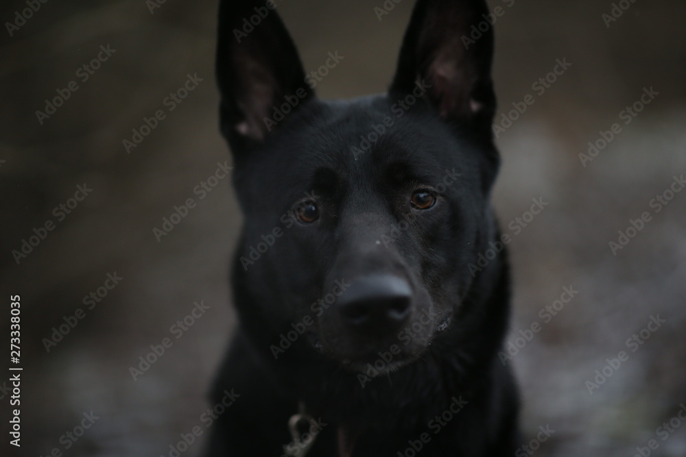Portrait of cute mixed breed black dog walking on winter meadow.