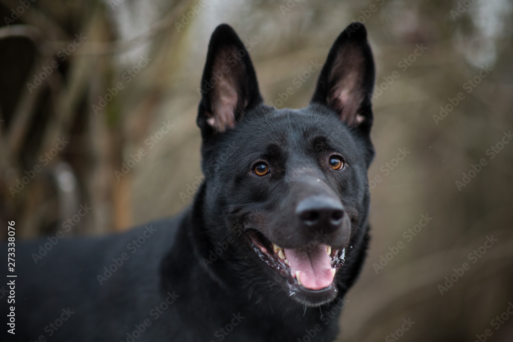 Portrait of cute mixed breed black dog walking on winter meadow.