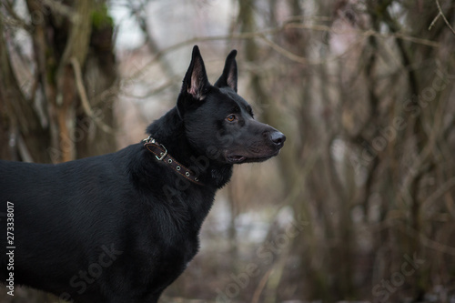 Portrait of cute mixed breed black dog walking on winter meadow. © Alexandr