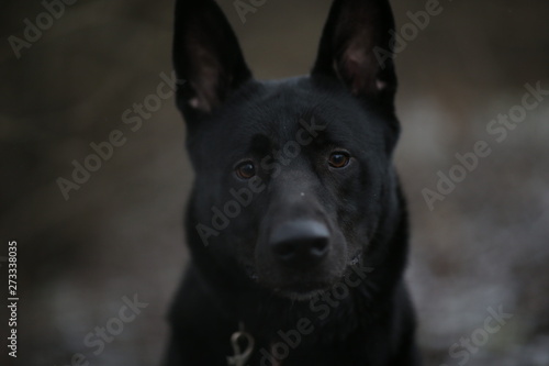 Portrait of cute mixed breed black dog walking on winter meadow. © Alexandr