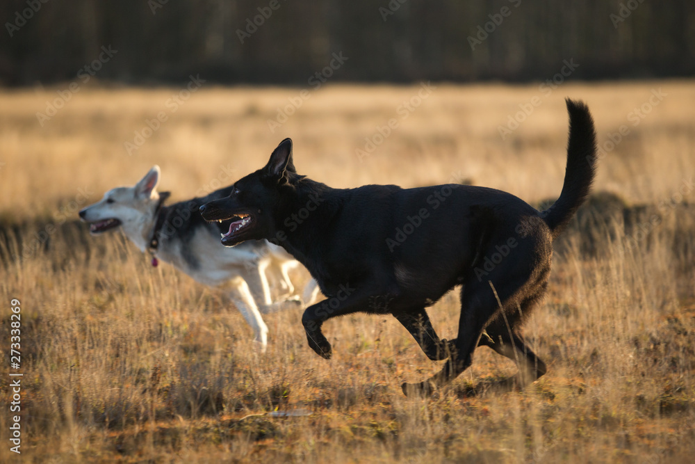 Two cute mixed breed black dogs walking on autumn meadow. Two cute mixed breed black dogs walking on autumn meadow.
