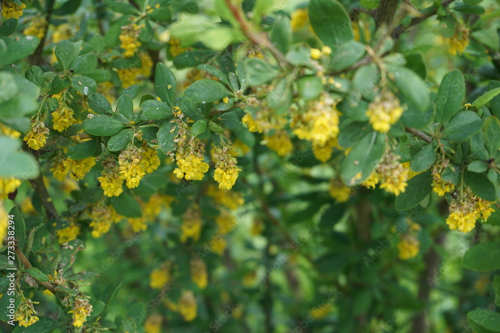 Bush with yellow flowers and green leaves Bush with yellow flowers and green leaves