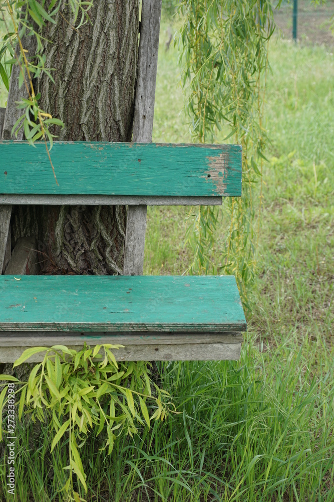 Fototapeta premium Green bench under willow tree