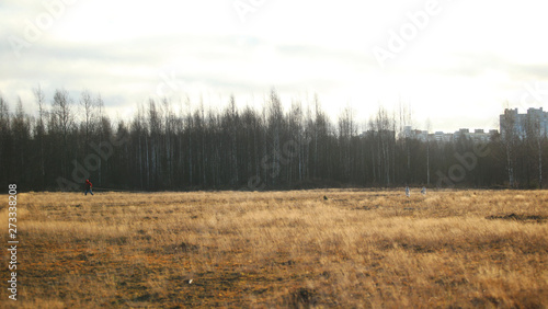 Wallpaper Mural Two cute husky dogs walking on autumn meadow. Torontodigital.ca