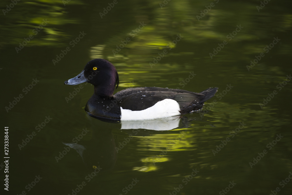 Crested blacken. Black duck Duck with a tuft. Duck. Wild duck. Crested blacken. Black duck Duck with a tuft. Duck. Wild duck.