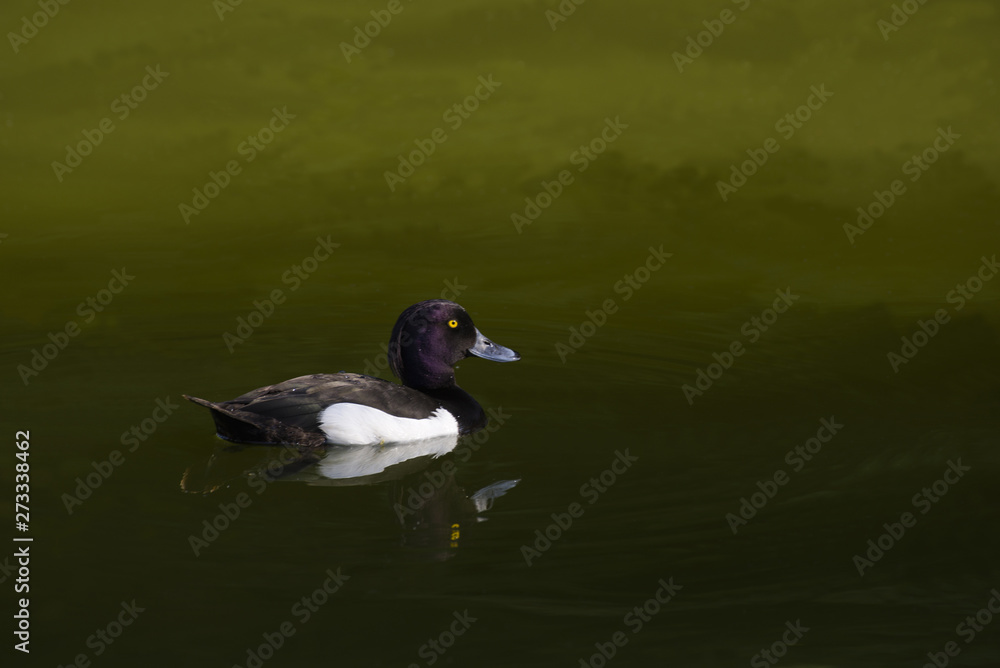 Crested blacken. Black duck Duck with a tuft. Duck. Wild duck. Crested blacken. Black duck Duck with a tuft. Duck. Wild duck.