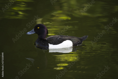 Crested blacken. Black duck Duck with a tuft. Duck. Wild duck. © baronred