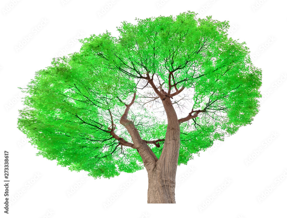 Obraz premium Tree isolated on white background for graphic decoration, suitable for both web and print media 