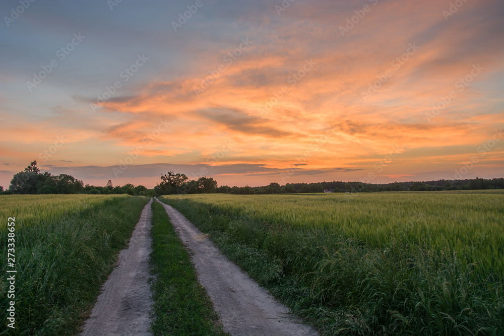 Ground road through fields of green barley and colorful evening clouds after sunset