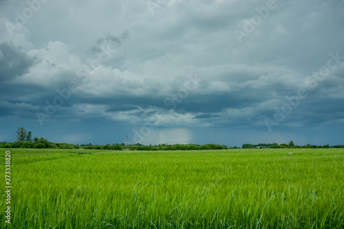 Stormy rainy dark clouds and a green field of grain