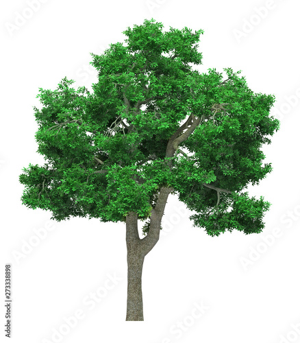 Tree isolated on white background for graphic decoration  suitable for both web and print media 