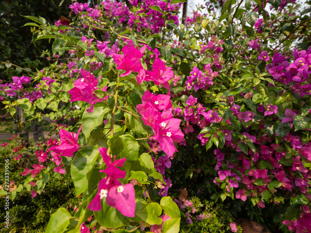 Blooming Bougainvillea flowers in Luang Prabang, Laos