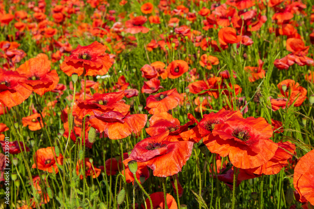 Field of poppies close up. Glade of beautiful red flowers. The remembrance poppy is a flower that has been used to commemorate military personnel who have died in war. Field of poppies close up. Glade of beautiful red flowers. The remembrance poppy is a flower that has been used to commemorate military personnel who have died in war.
