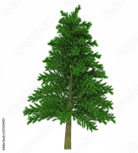 Tree isolated on white background for graphic decoration, suitable for both web and print media  © toppy
