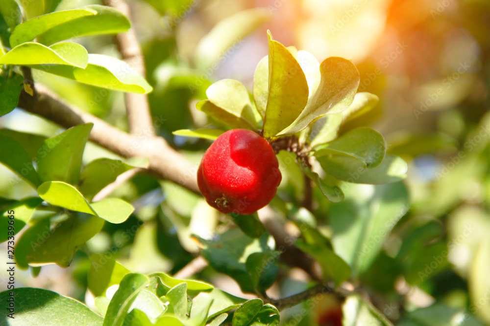 Acerola small cherry fruit on the tree