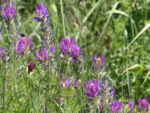 Field flowers