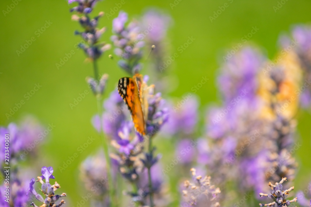 Fototapeta premium Butterfly on purple lavender flowers, lavender field closeup.
