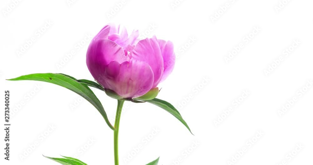 Natural floral background with pink peony on white. One blooming bud, time lapse. Wedding, valentine's day and romance concept Natural floral background with pink peony on white. One blooming bud, time lapse. Wedding, valentine's day and romance concept