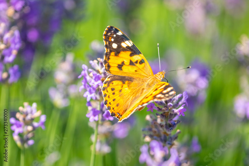 Butterfly on purple lavender flowers, lavender field closeup.