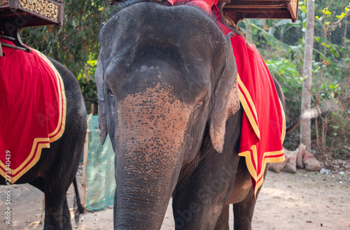 Asia Elephants at Angkor Wat near Siem Reap, Cambodia © hyserb
