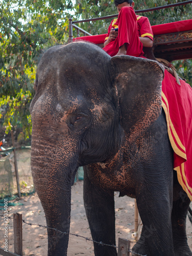 Asia Elephants at Angkor Wat near Siem Reap, Cambodia