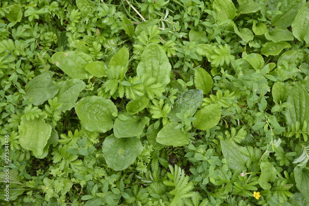 green small weed grass, plantain green small weed grass, plantain